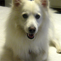 http://www.trainpetdog.com/images2/American%20Eskimo.jpg