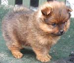 Toy pomeranian breeders in ohio