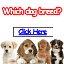 Train Pet Dog Adoption Book