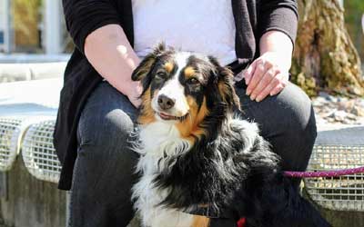 how do you train a border collie on a leash