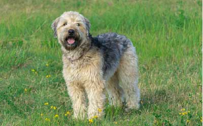 wheaten terrier biting