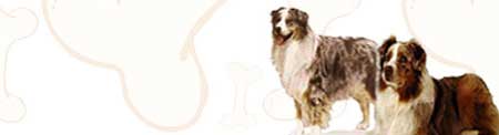 Australian Shepherd image