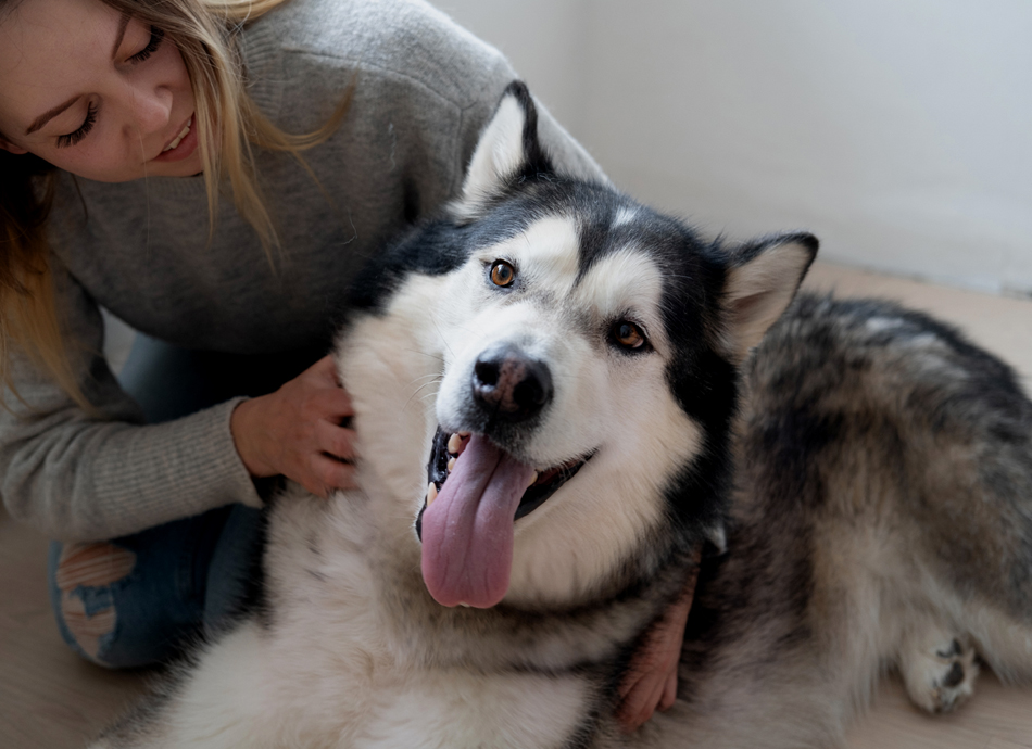 Dog with lovers