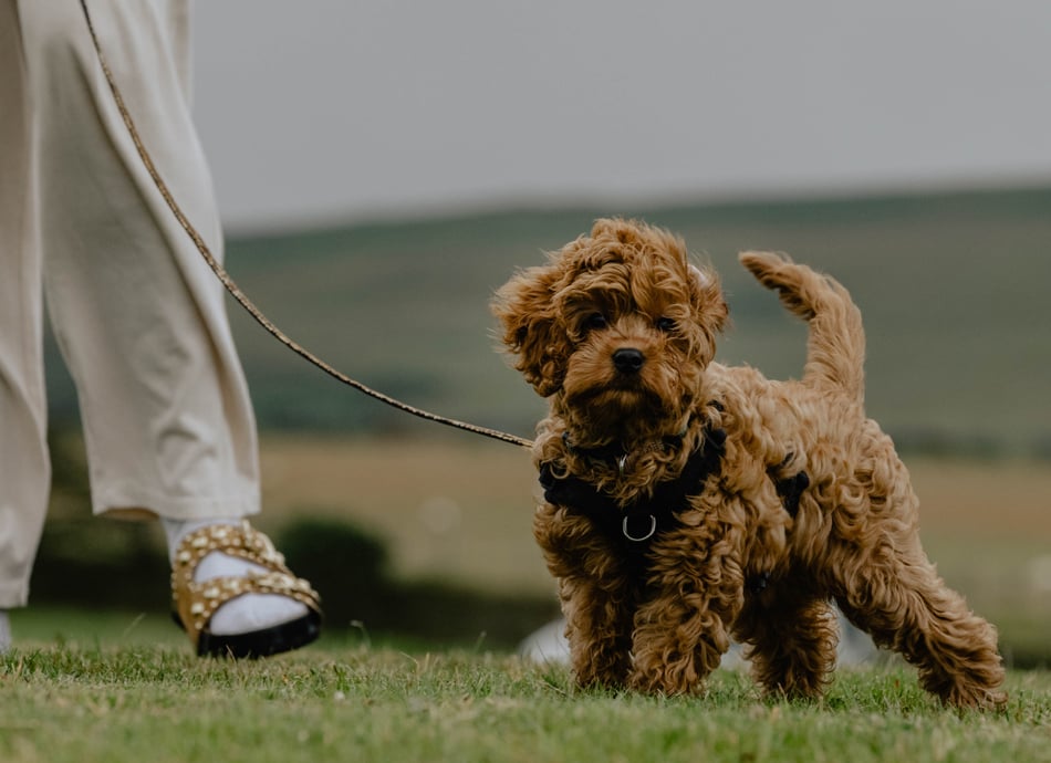 Dog with lovers