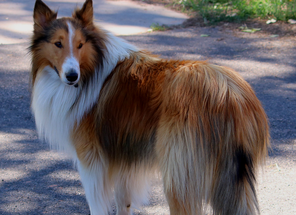 Dog with lovers