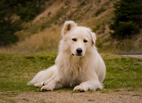 Dog with lovers