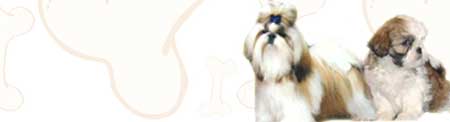 Shih Tzu image