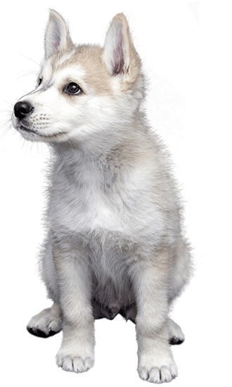 Alaskan Klee Kai, Dogs and Cats Wiki