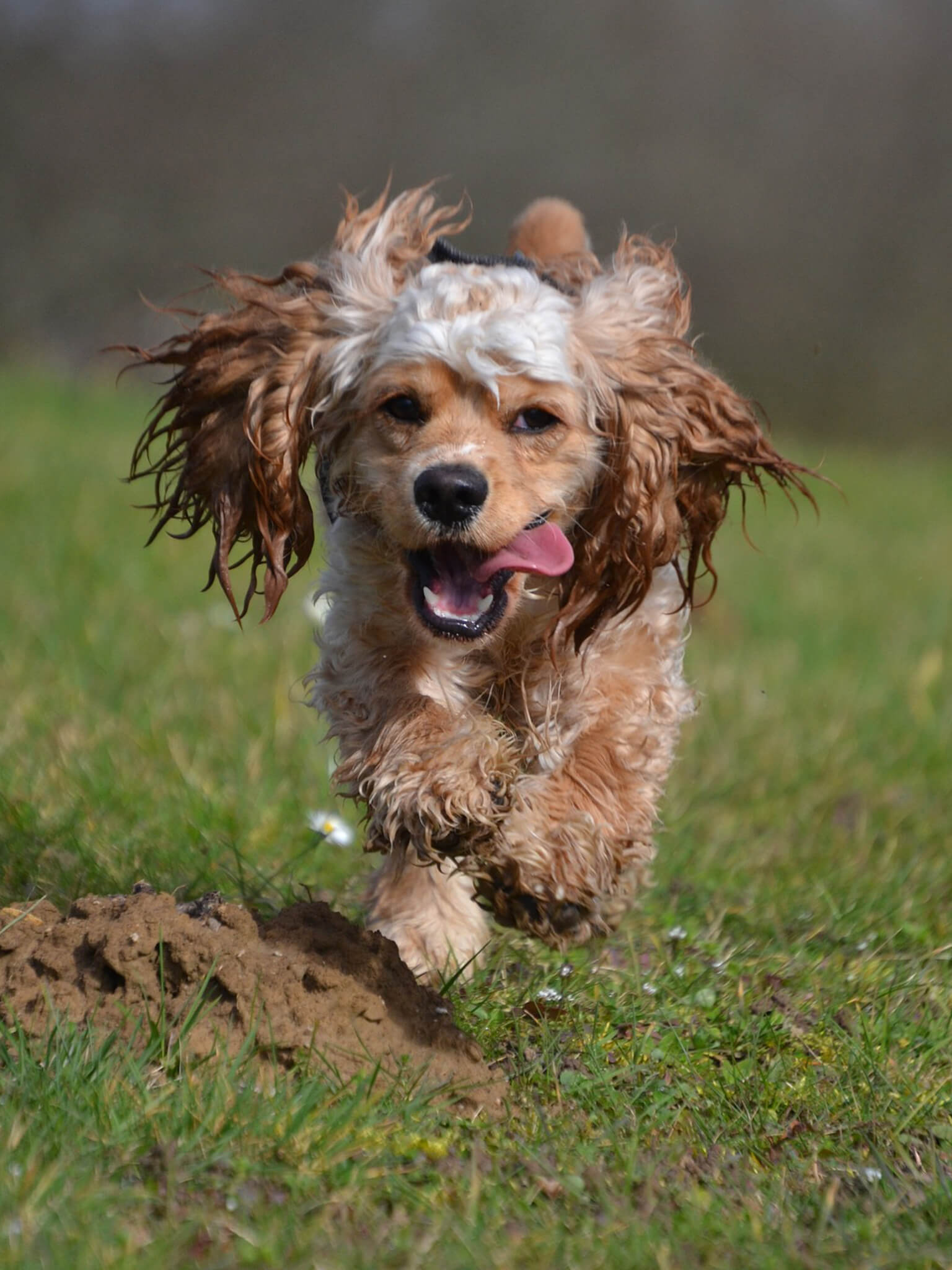 is a cocker spaniel easy to train
