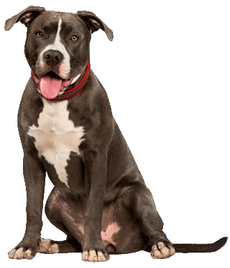 A Guide to Puppy Breeds: American Pit Bull Terrier! — The Puppy Academy
