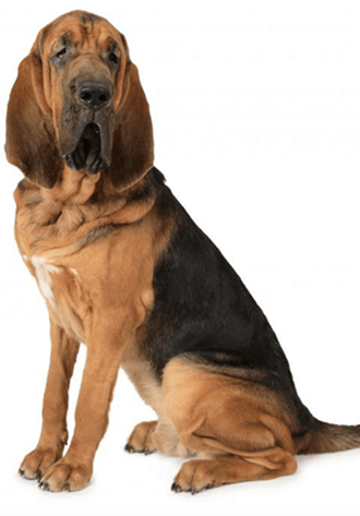 red tick bloodhound