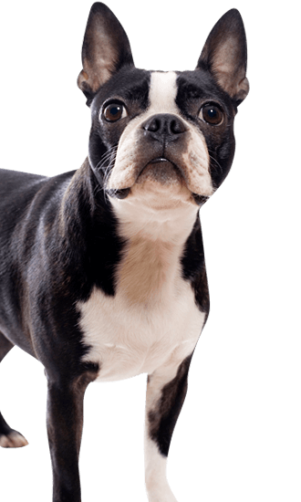 Boston Terrier Training | Facts About Boston Terriers