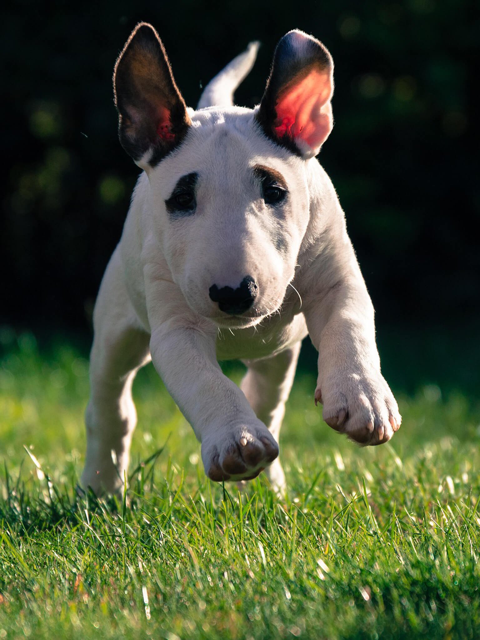 77 Bull Terrier Training Picture Bleumoonproductions
