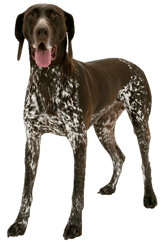 German Shorthaired Pointer - Training Course on German Shorthaired Pointer