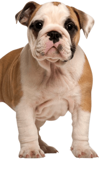 are old english bulldogs dangerous