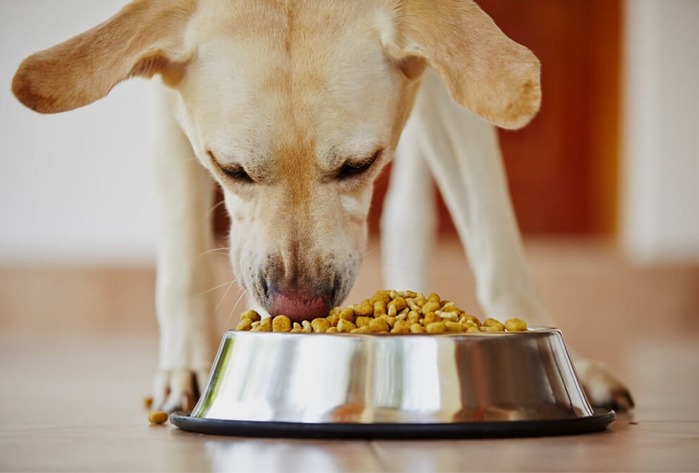 how to feed my dog homemade food