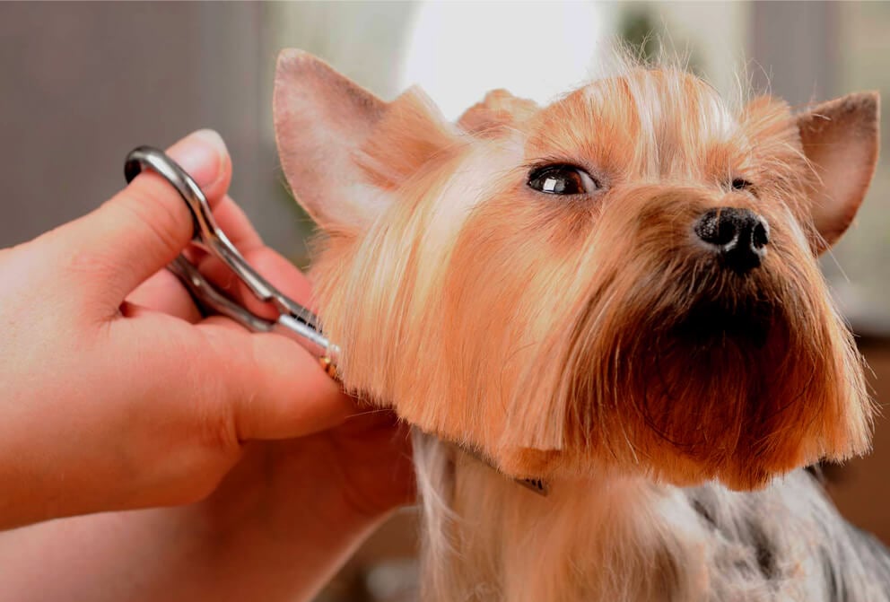 Free Online Dog Grooming Course